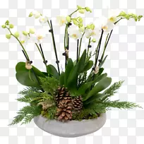 花卉设计剪花飞蛾兰花二十四节气-空若网 花卉设计剪花飞蛾兰花二十四节气-空若网