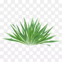 绿草-空若网 绿草-空若网