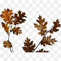 ����������-��֦-������