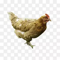 鸡蛋鸡-空若网 鸡蛋鸡-空若网