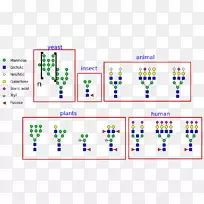 N-连接糖基化甘氨酸天冬氨酸蛋白-分子原子-空若网 N-连接糖基化甘氨酸天冬氨酸蛋白-分子原子-空若网