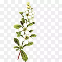 花册模板-空若网 花册模板-空若网