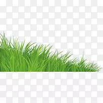 草坪剪贴画-绿草-空若网 草坪剪贴画-绿草-空若网
