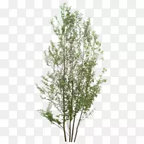 ��֦��������ɫװ����-������