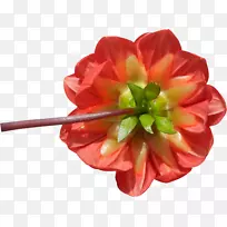 切花花瓣开花植物草本草甸-空若网 切花花瓣开花植物草本草甸-空若网