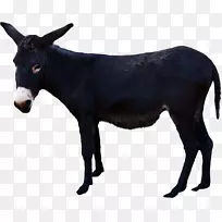 牛驴包动物鼻子-驴PNG-空若网 牛驴包动物鼻子-驴PNG-空若网