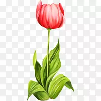 郁金香切花剪贴画-郁金香-空若网 郁金香切花剪贴画-郁金香-空若网