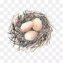 燕窝水彩画燕窝鸟-空若网 燕窝水彩画燕窝鸟-空若网