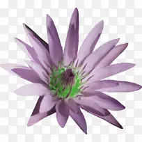 Adobe闪存频道-空若网 Adobe闪存频道-空若网