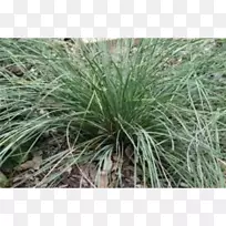 甜草香根草植物群落-空若网 甜草香根草植物群落-空若网