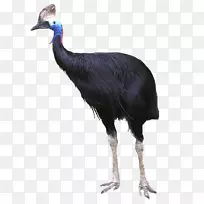 普通鸵鸟,不会飞,南,澳大利亚-彩色鸵鸟羽毛-空若网 普通鸵鸟,不会飞,南,澳大利亚-彩色鸵鸟羽毛-空若网