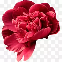 牡丹花白芍花瓣牡丹-空若网 牡丹花白芍花瓣牡丹-空若网