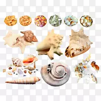 海贝壳蜗牛夹艺术-海螺创意-空若网 海贝壳蜗牛夹艺术-海螺创意-空若网