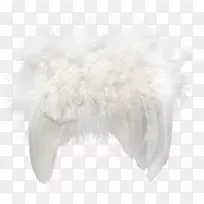 毛皮羽毛嘴.白色羽毛-空若网 毛皮羽毛嘴.白色羽毛-空若网