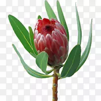 花束、剪贴画.花型饼干-空若网 花束、剪贴画.花型饼干-空若网