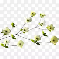 花卉设计图插画-空若网 花卉设计图插画-空若网