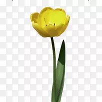 郁金香花束花园玫瑰剪贴画-郁金香-空若网 郁金香花束花园玫瑰剪贴画-郁金香-空若网