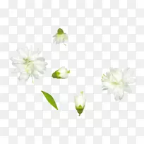 切花植物茎花瓣-空若网 切花植物茎花瓣-空若网