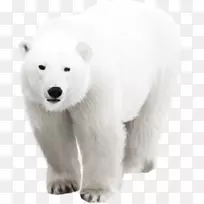 北极熊北极熊-空若网 北极熊北极熊-空若网