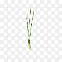 叶草绿植物茎密草-空若网 叶草绿植物茎密草-空若网