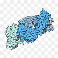 肺癌免疫系统抗原免疫系统-空若网 肺癌免疫系统抗原免疫系统-空若网