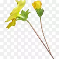 水彩画花艺剪贴画-花-空若网 水彩画花艺剪贴画-花-空若网