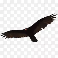 土耳其秃鹰鸟埃及秃鹰-鹰-空若网 土耳其秃鹰鸟埃及秃鹰-鹰-空若网
