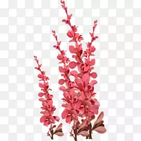 切花花瓣-空若网 切花花瓣-空若网