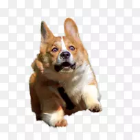 彭布罗克威尔士柯基羊毛衫威尔士科吉帕格澳大利亚粗壮的尾巴牛狗-小狗-空若网 彭布罗克威尔士柯基羊毛衫威尔士科吉帕格澳大利亚粗壮的尾巴牛狗-小狗-空若网