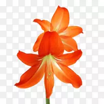 百里香花束切花剪裁艺术花-空若网 百里香花束切花剪裁艺术花-空若网