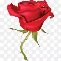 玫瑰画夹艺术-红玫瑰-空若网 玫瑰画夹艺术-红玫瑰-空若网