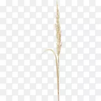 禾本科小枝植物茎秆商品科-褐草-空若网 禾本科小枝植物茎秆商品科-褐草-空若网