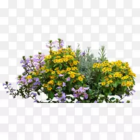 花,灌木,植物,玫瑰-花-空若网 花,灌木,植物,玫瑰-花-空若网