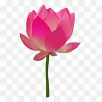 莲花百合-空若网 莲花百合-空若网