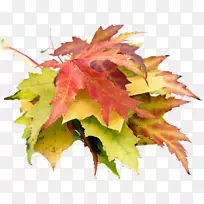 �＾��Ҷ��Ӱ-��ҶPNG-������