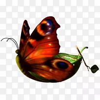 帝王蝴蝶剪贴画-蝴蝶-空若网 帝王蝴蝶剪贴画-蝴蝶-空若网