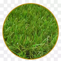 б����ˮ���˹���ƺ��԰�ݷ�ï-������