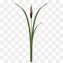 禾本科花卉植物茎科-(2)-空若网 禾本科花卉植物茎科-(2)-空若网