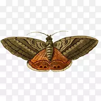 露娜飞蛾蝴蝶剪贴画-空若网 露娜飞蛾蝴蝶剪贴画-空若网