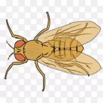 普通果蝇蜜蜂剪贴画绿色图-空若网 普通果蝇蜜蜂剪贴画绿色图-空若网