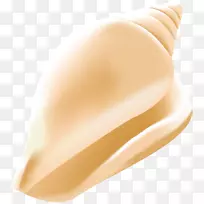 特写手指贝壳海螺-空若网 特写手指贝壳海螺-空若网