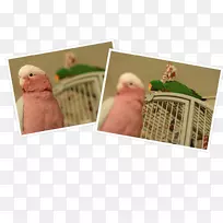 手指相框动物-波波熊猫-空若网 手指相框动物-波波熊猫-空若网