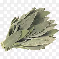 ����β����ͨ��β������ֲ���в�ҩ-������