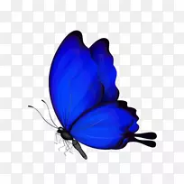 ��������-��ɫ����-������