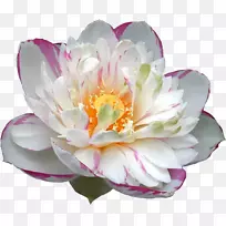 ����ˮ��ֲ�����Ӱ׻�-������