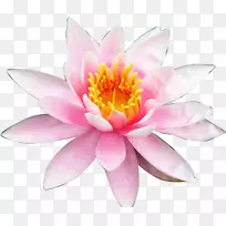 ���������ֽ�����ɻ�ˮ��ֲ�ﻨ-������