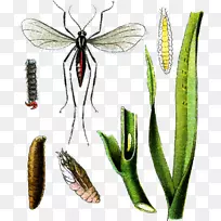 蝴蝶、麻蝇、蚊虫、害虫和昆虫-空若网 蝴蝶、麻蝇、蚊虫、害虫和昆虫-空若网