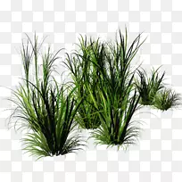 封装后记草坪草本植物剪贴画束草-空若网 封装后记草坪草本植物剪贴画束草-空若网