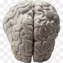 脑研究神经科学生物学工作记忆对大脑的影响-空若网 脑研究神经科学生物学工作记忆对大脑的影响-空若网