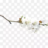 枝条开花枝果树-春天-空若网 枝条开花枝果树-春天-空若网